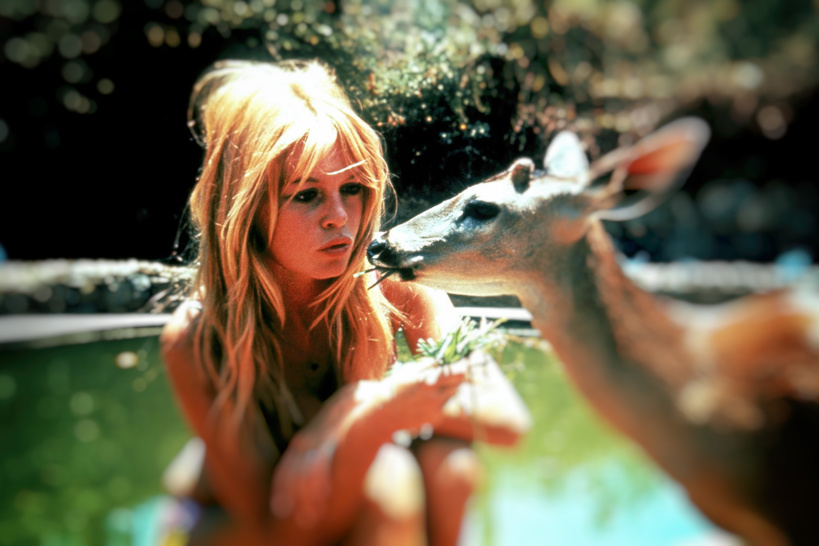 Brigitte Bardot et notre passion commune, les animaux Brigitte Bardot et notre passion commune, les animaux