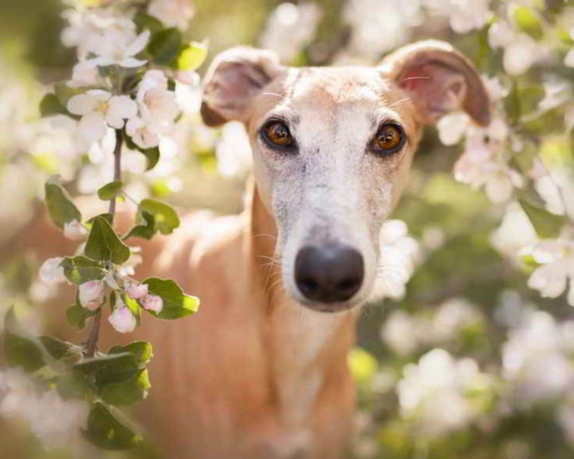 Lévrier espagnol- www.blog.junglevet.fr Lévrier espagnol- www.blog.junglevet.fr